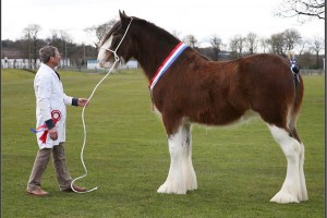 14422-clydesdale.jpg